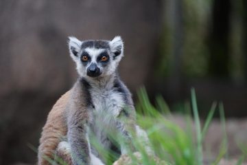 Lemur catta