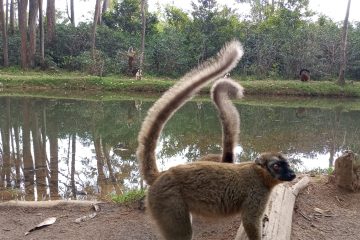 Eulemur fulvus