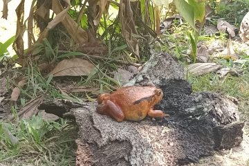 Dyscophus antongilii