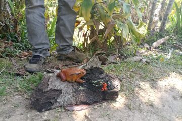 Dyscophus antongilii & Mantella aurantiaca