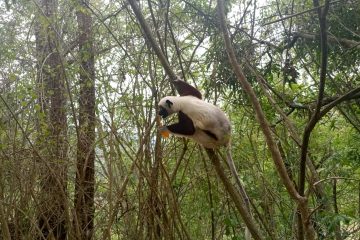 Propithecus coquereli