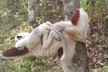 Sifaka with her baby