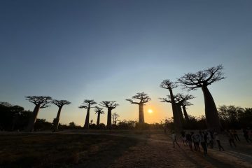 Baobab alley (3)
