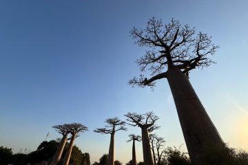 Baobab alley (4)