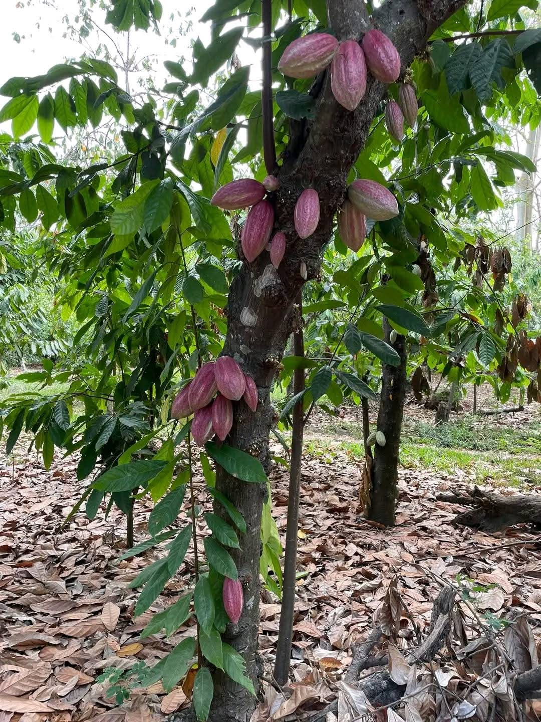 Cacao Ambanja