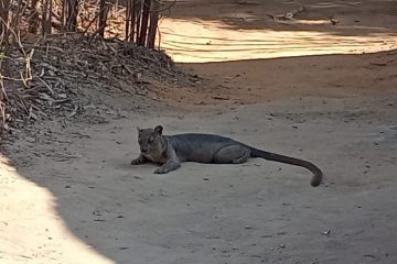 Fosa (Cryptoprocta ferox)