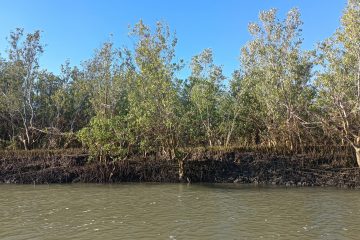 Mangrove around Morondava